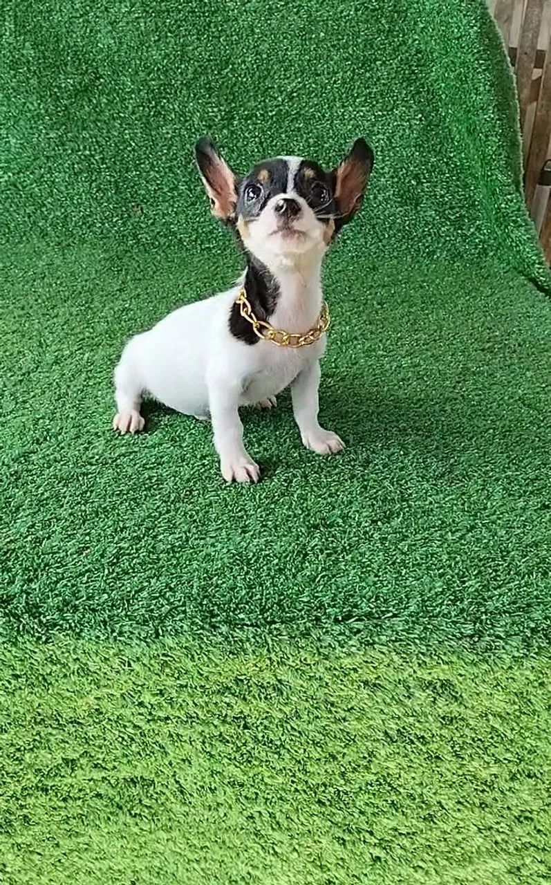 Pinscher cheio de charme  - Foto 2