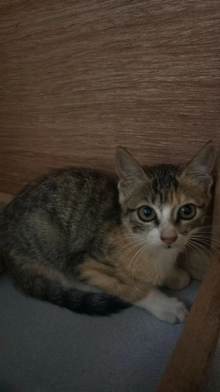 Gatinhas para adoção  - Foto 4