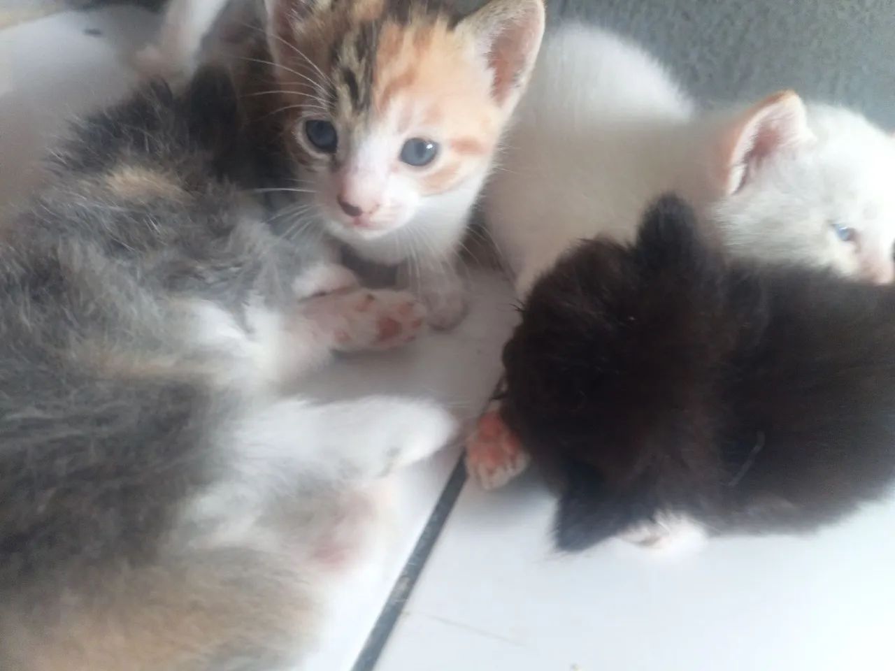 Doação de gatos  - Foto 3