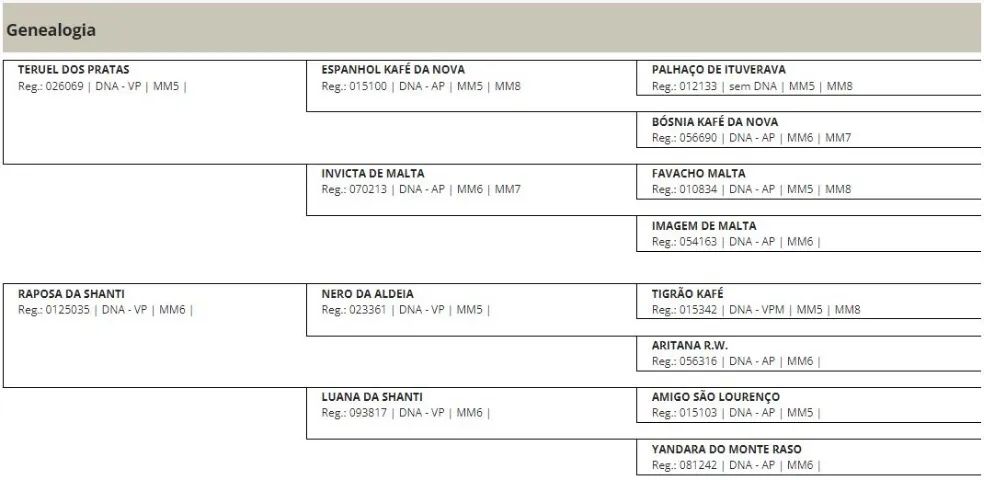 Cavalo Mangalarga Castrado Registrado - Foto 4