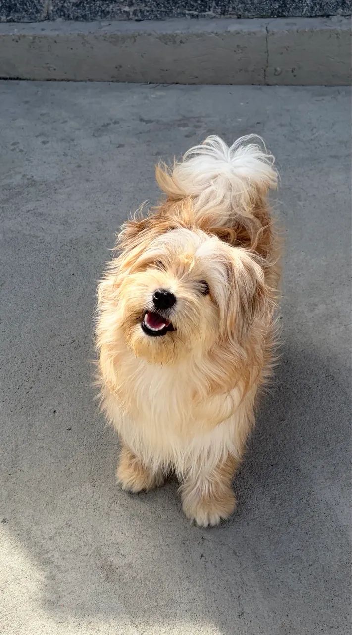 Doação de cachorro  - Foto 2