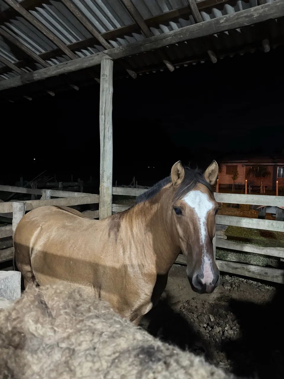 Vendo cavalo Crioulo - Foto 4