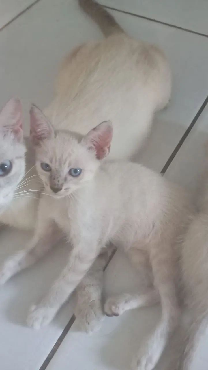 Doação de gatos - Foto 3