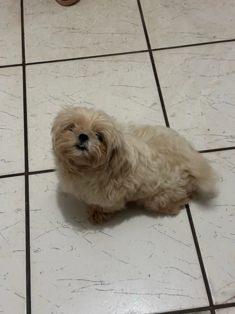 Shih tzu - Foto 2