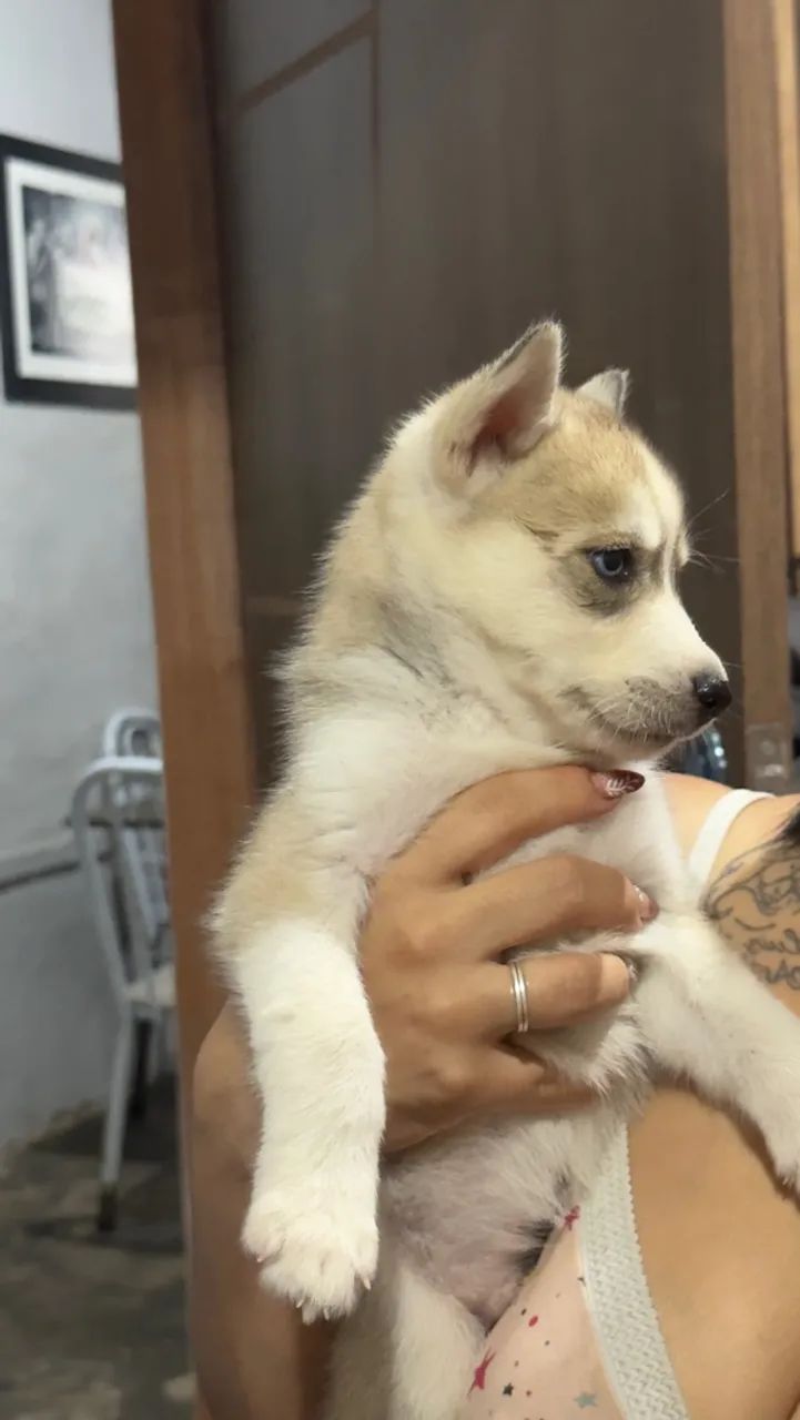 Filhote husky  - Foto 2