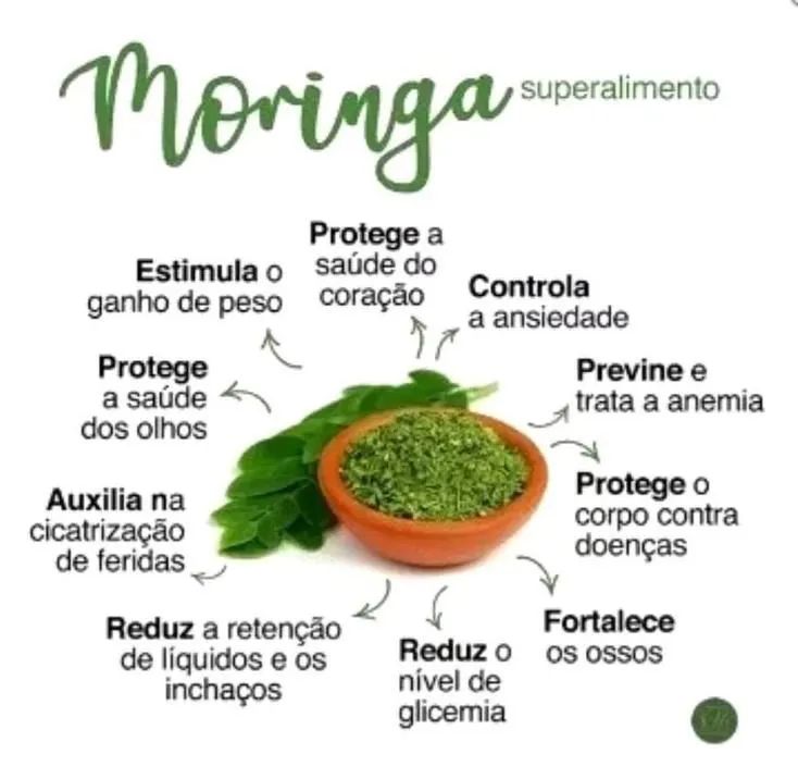 Moringa oleífera em pó para consumo humano