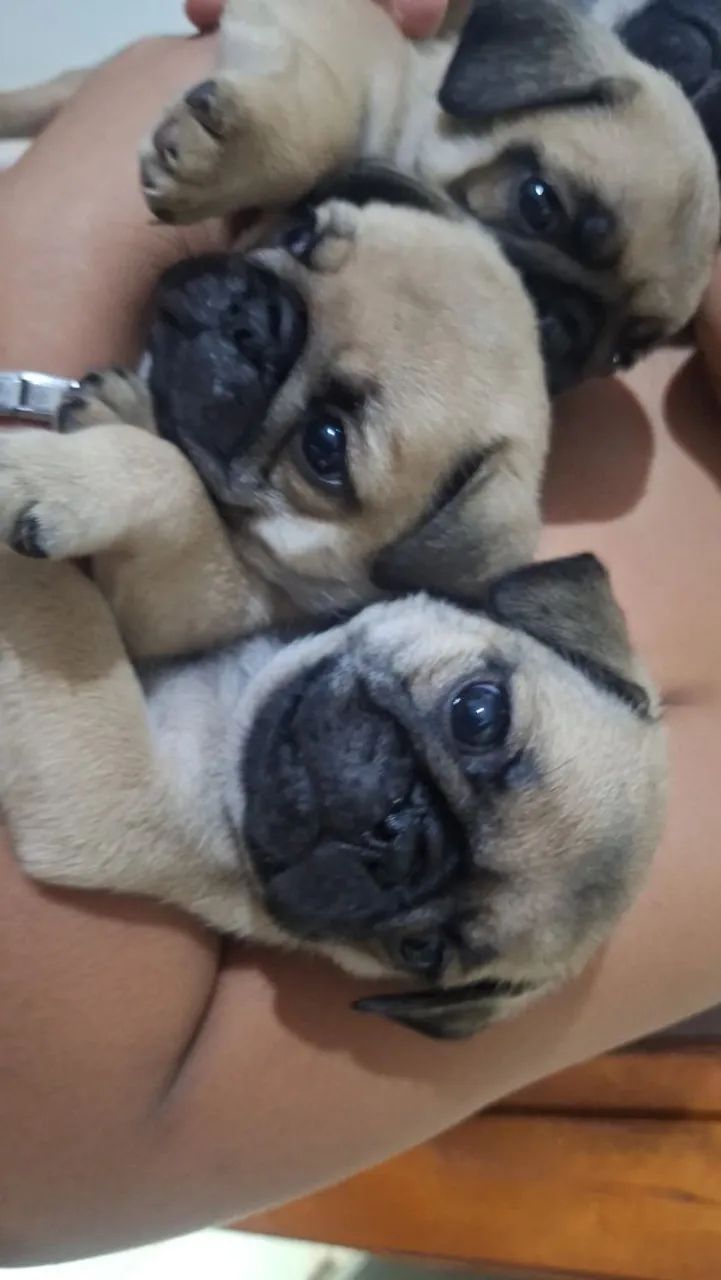 Filhotes de pug - Foto 3