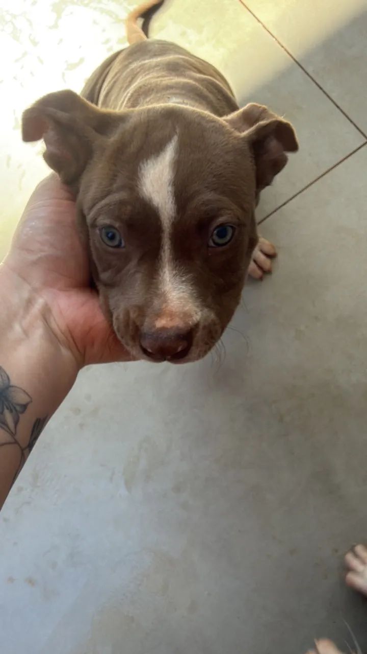 Cachorro - Foto 2