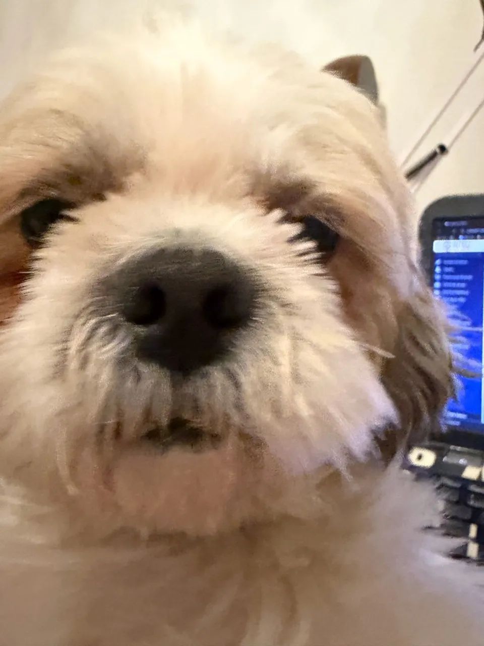 Vendo cachorro doce shih tag - Foto 4