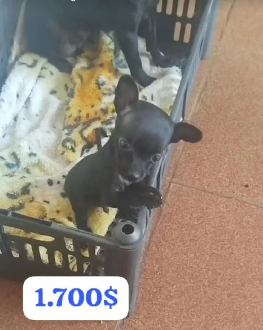 Lindo filhote pinscher macho zero zero
