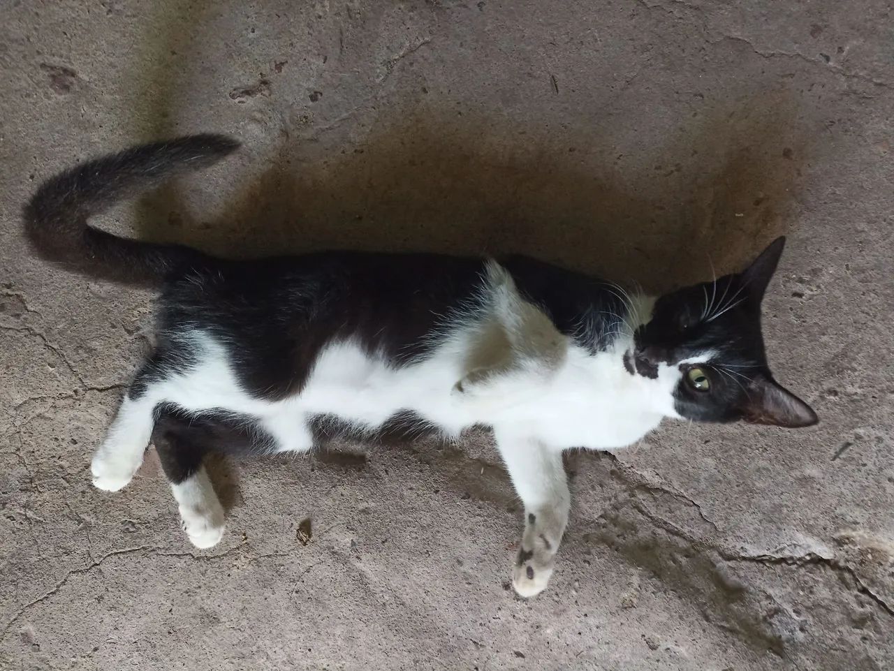 Gata pra adoção  - Foto 2