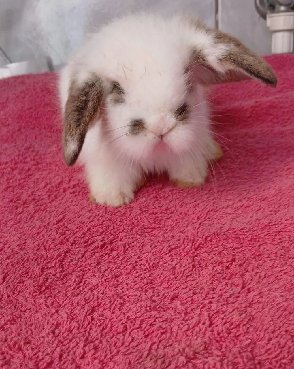 Coelhinhos Lop  - Foto 3