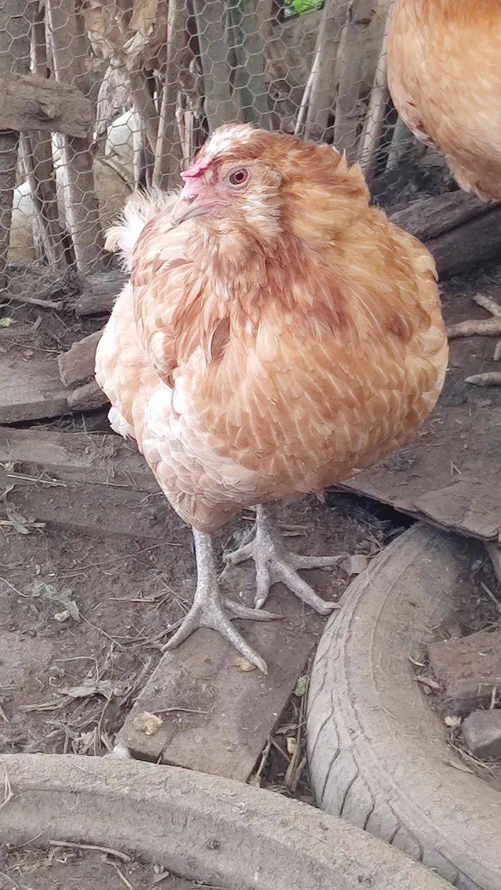 Galinhas  - Foto 2