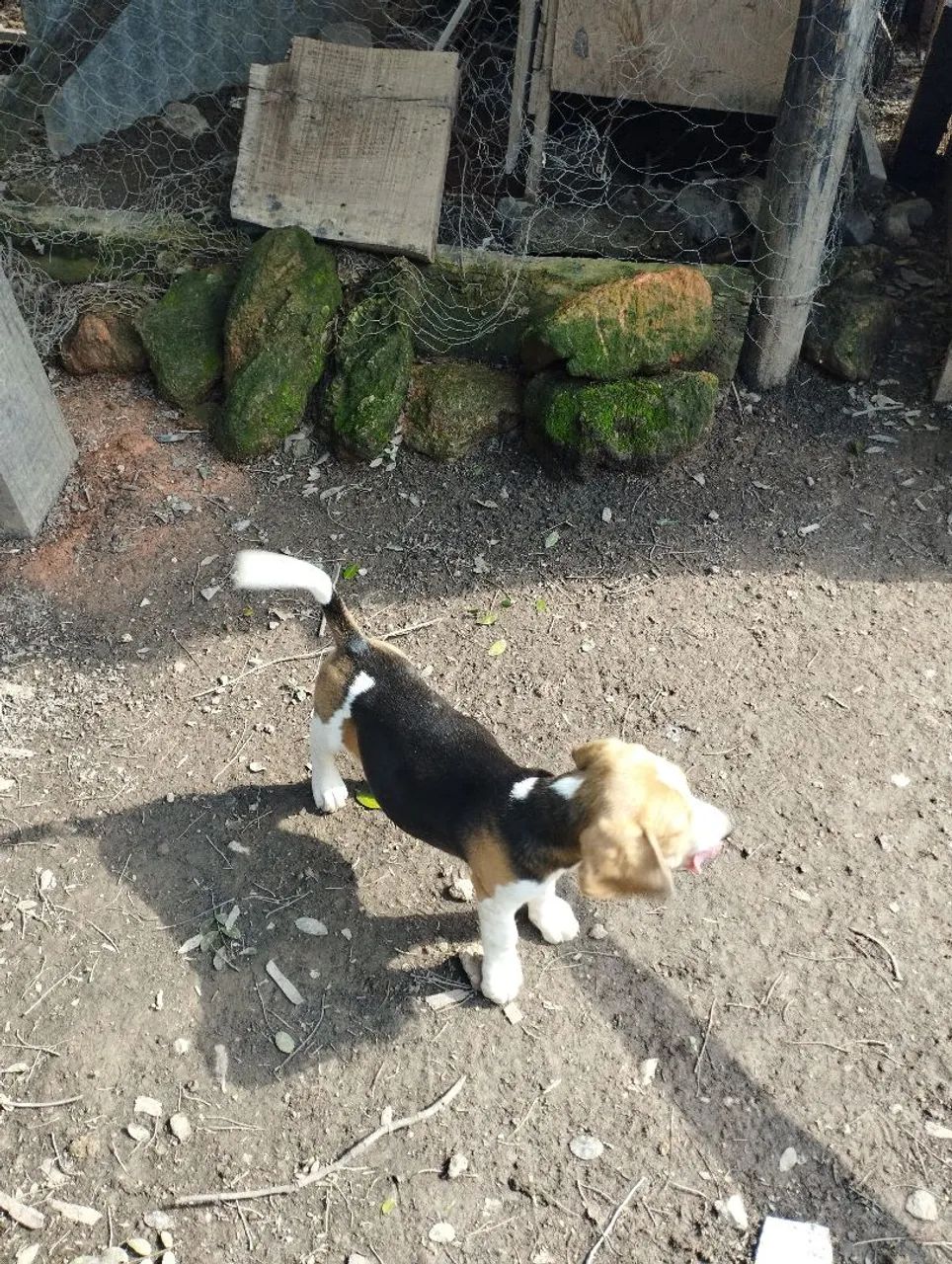 Filhotes de beagle  - Foto 5