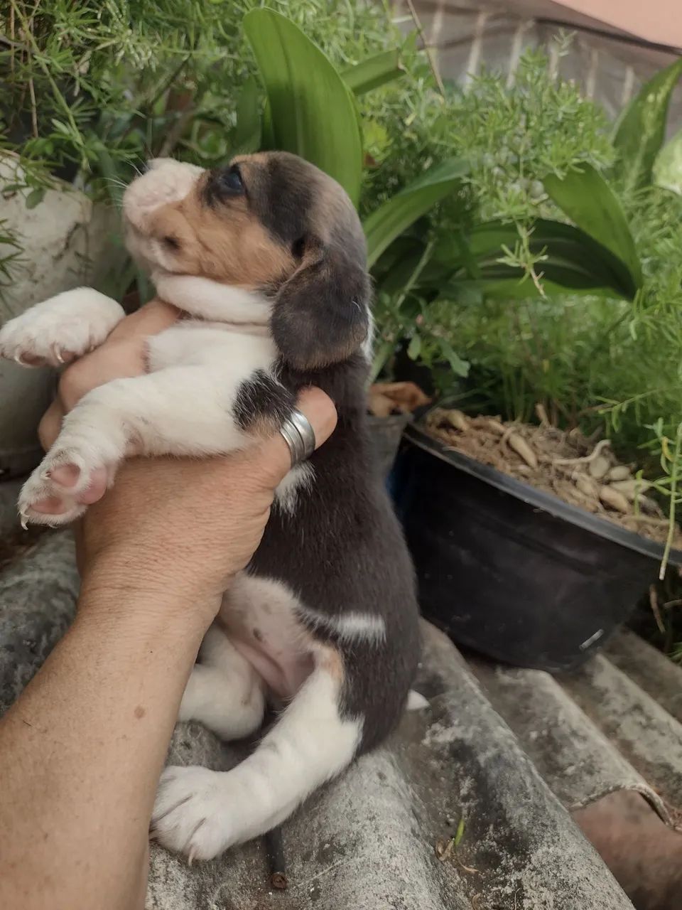 Beagle com pedigree CBKC 