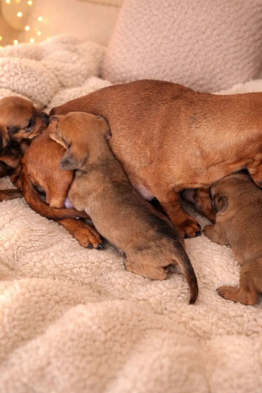 Filhote Dachshund 437443597718661124
