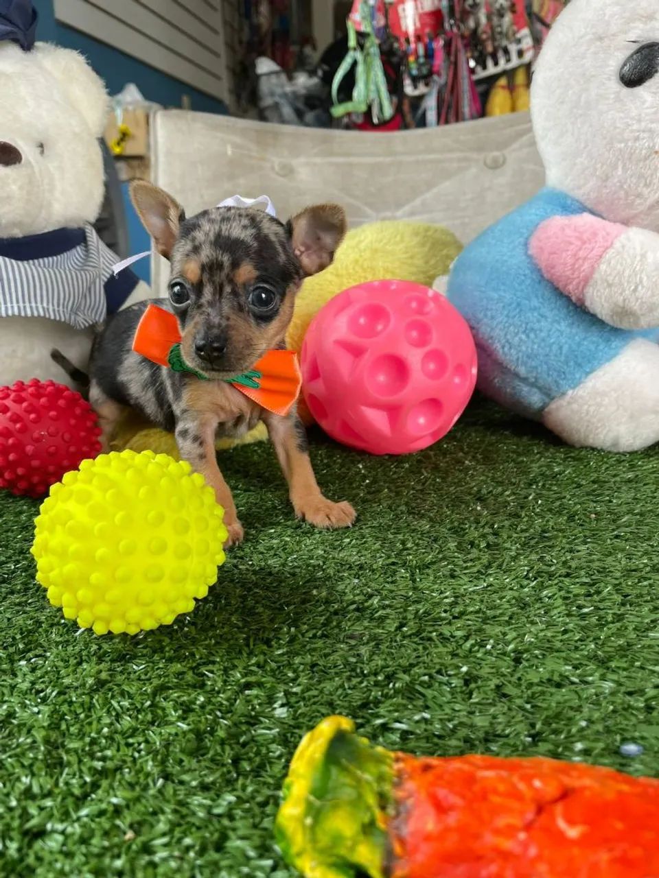 Pinscher macho na cor arlequim macho 