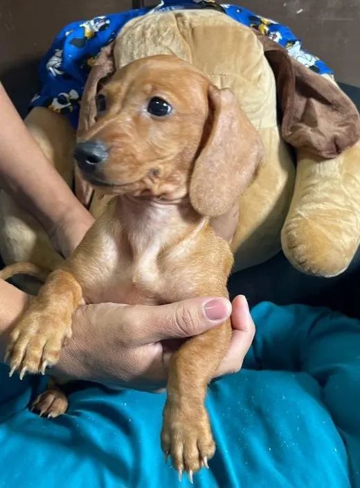 Vende se lindos filhotes de Dachshund mas conhecidos como salsichinhas!! - Foto 4