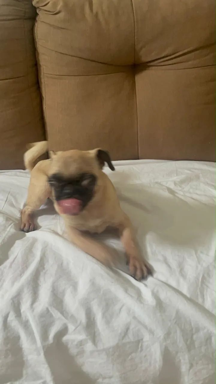 Raça Pug - Foto 3