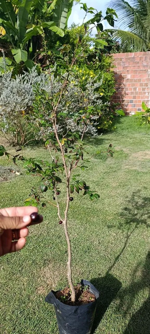 Mudas de frutíferas produtivas  - Foto 5