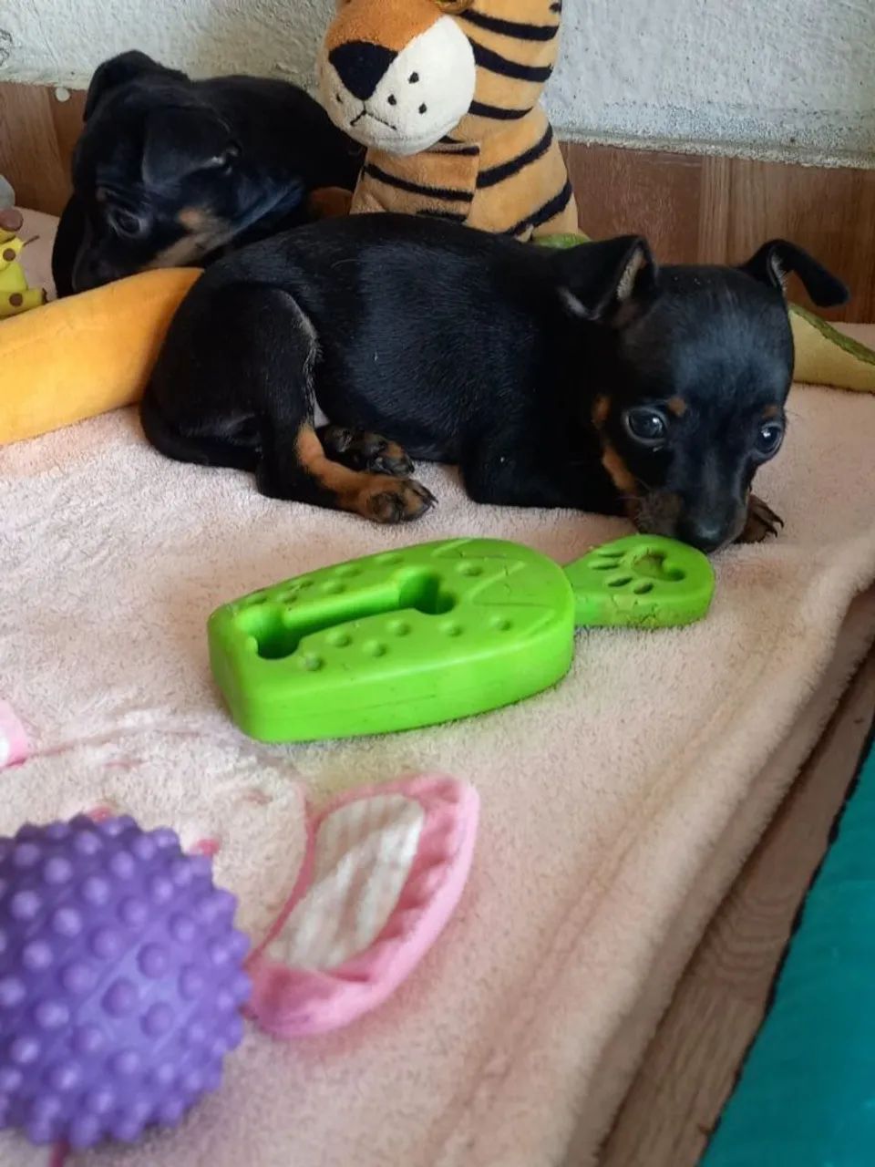 Cachorro  - Foto 3