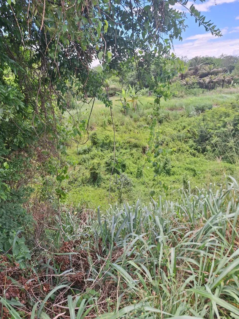 área para chácara com 2.500m² - Foto 8