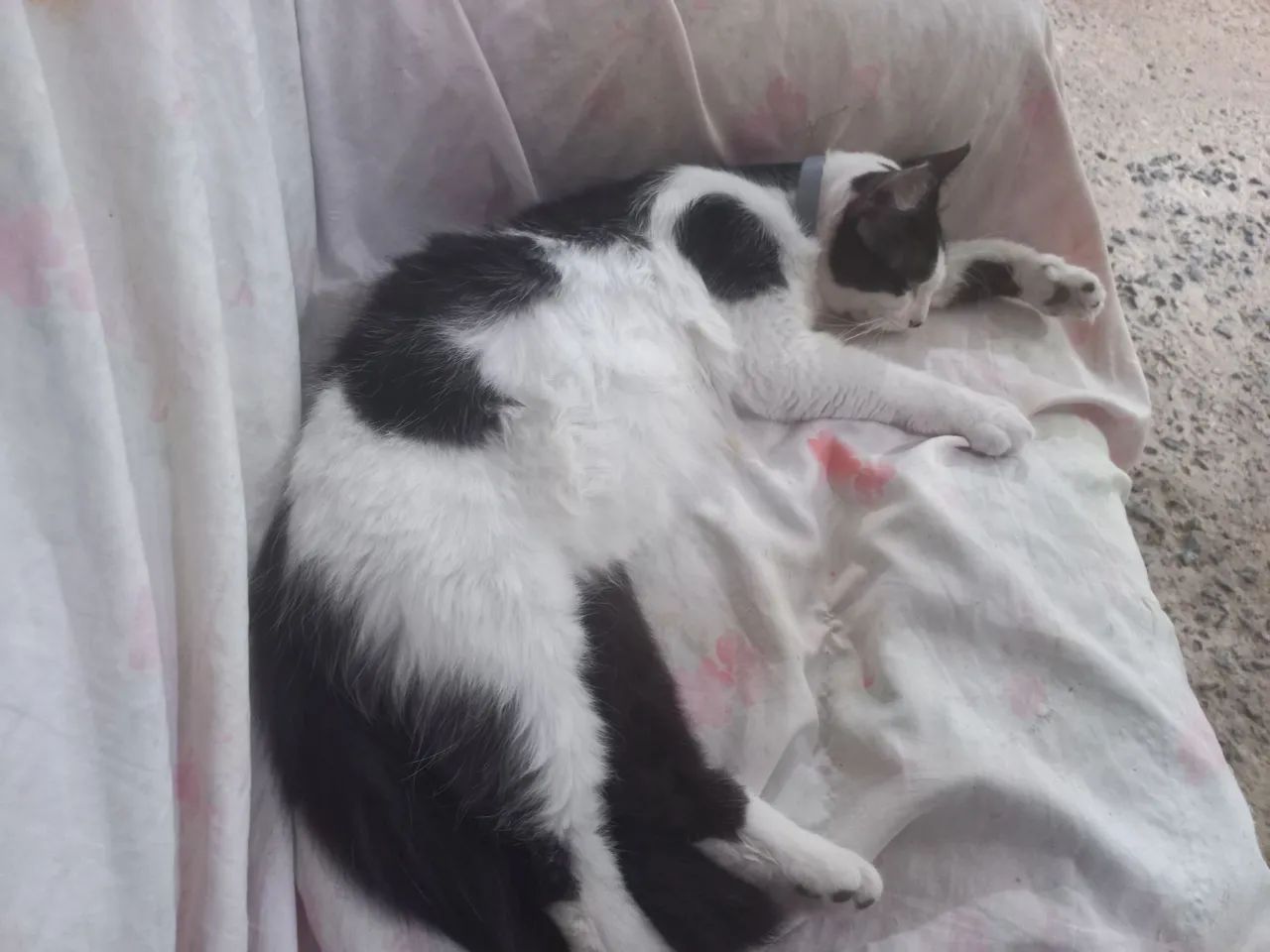 Doação de Gatos. - Foto 3