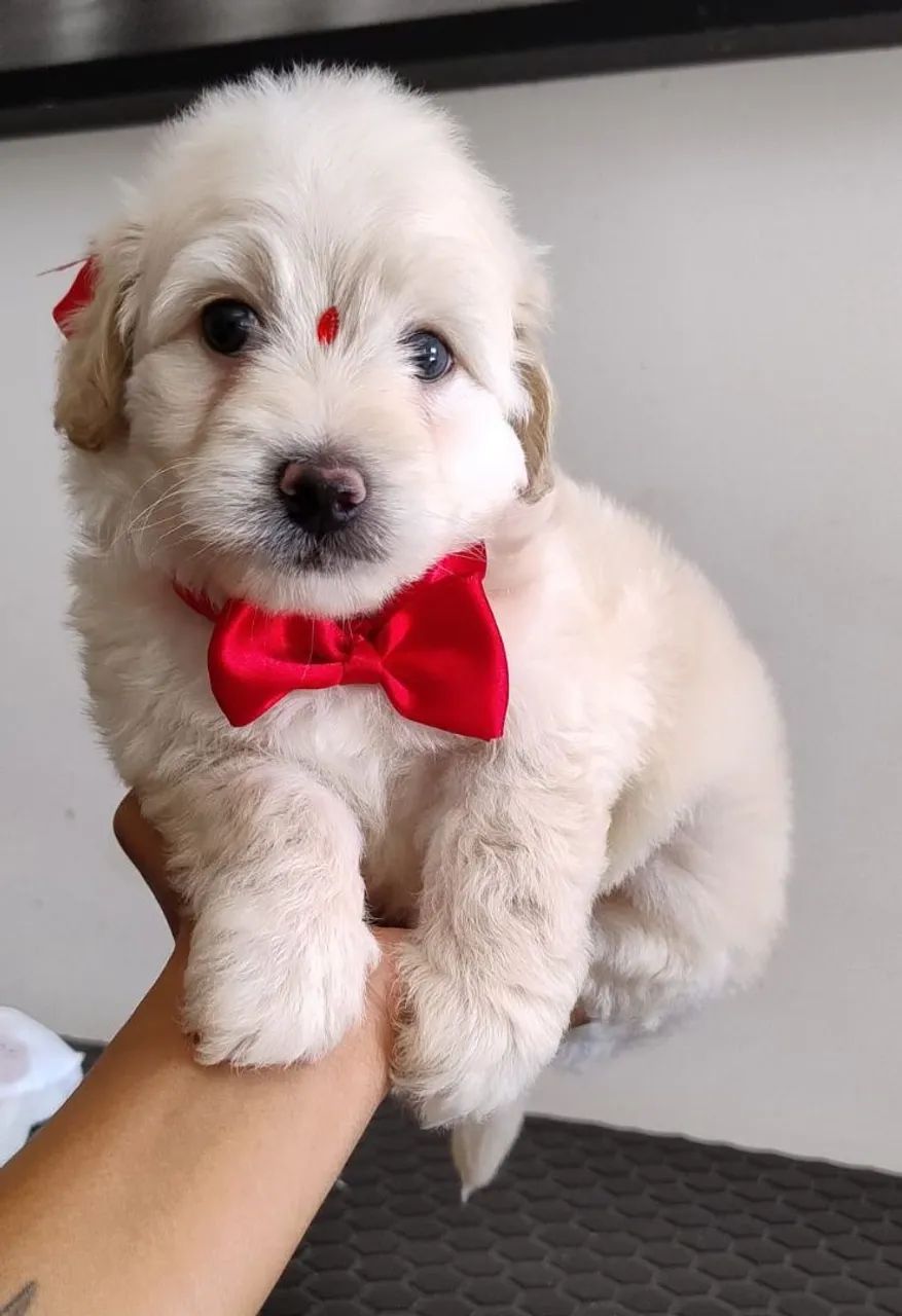 Poodle Toy Mini machinho!!!