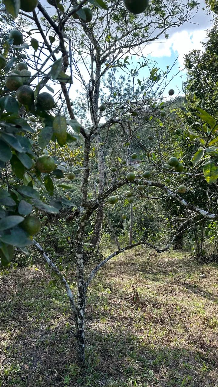 Sítio em chã grande - Foto 5