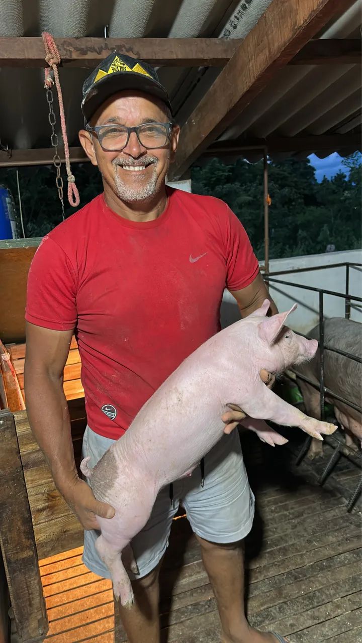 Leitões ?  - Foto 5
