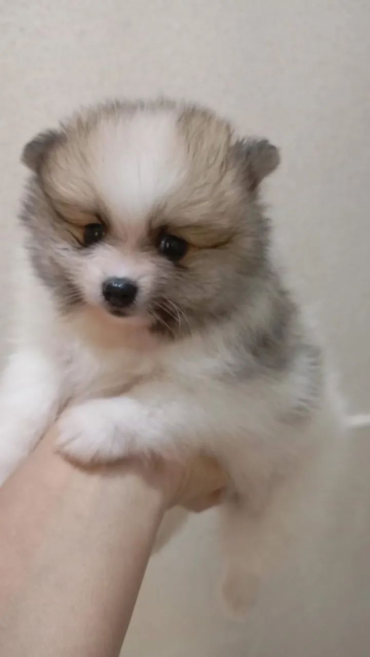 Spitz alemão/macho. R$1.700 