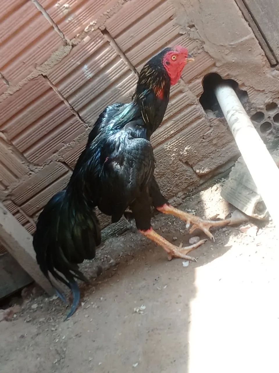 Venda - Foto 3