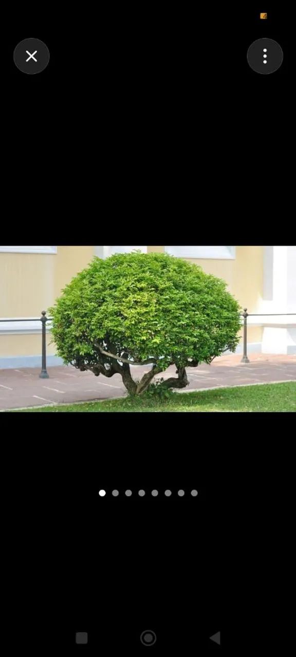 Cortes de árvores e Jardinagem  - Foto 2