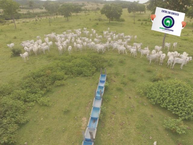 Fazenda 970 ha na beira do asfalto estrada de cáceres - Foto 6