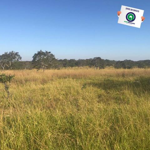 Fazenda 450ha beira do asfalto