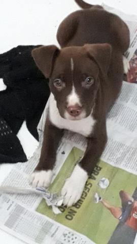 Cachorro