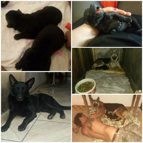 Vende se