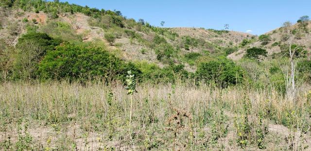 Fazenda 104 hectares , próximo de Governador Valadares MG - Foto 18