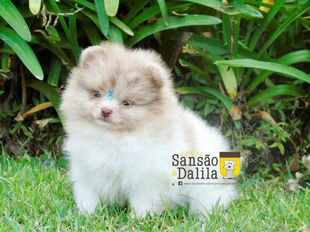 Fantástico machinho de Spitz alemão( lulu da pomerânia) - Foto 3
