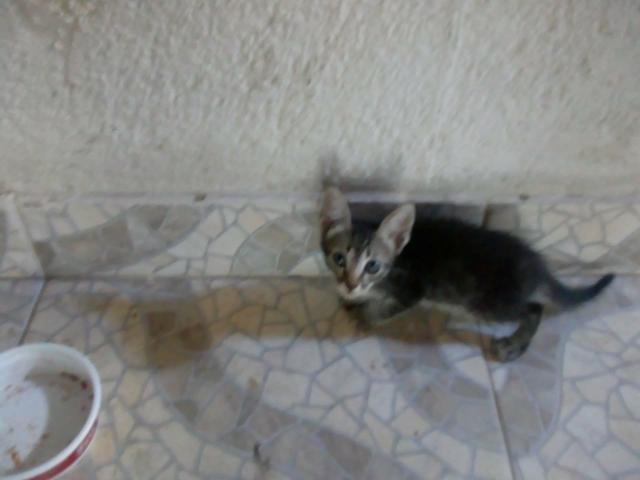 Gatinhos precisando de um lar - Foto 6