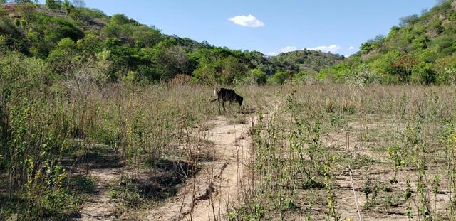 Fazenda 104 hectares , próximo de Governador Valadares MG - Foto 10