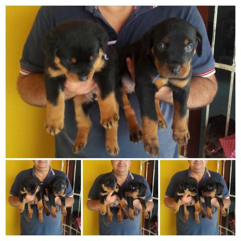 Filhotes de Rotweiller com entrega para o dia 26 de Outubro