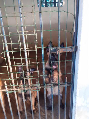 Vendo filhote de Malinois