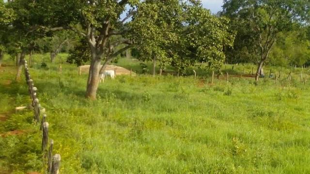 Fazenda Ribeirão - Foto 4