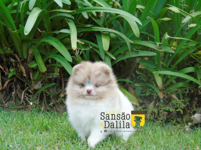 Fantástico machinho de Spitz alemão( lulu da pomerânia)
