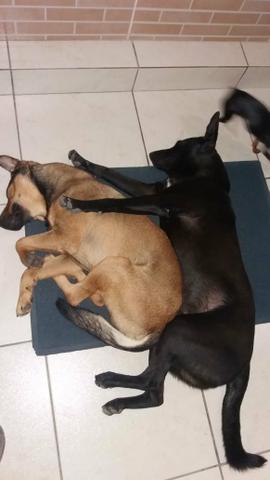 Doace urgente cachorro grande macho - Foto 4