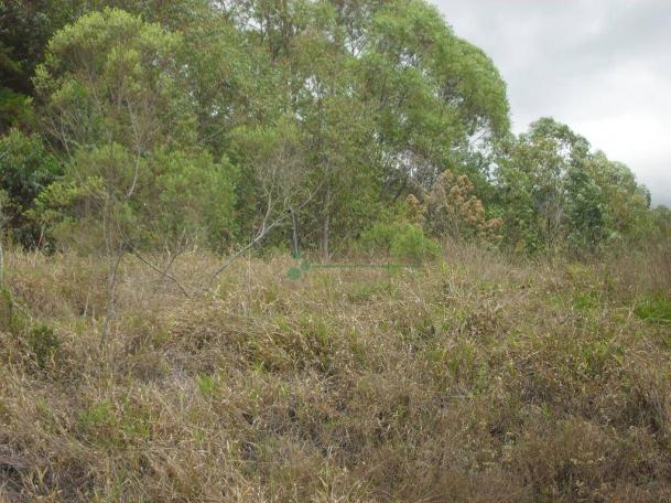 Terreno à venda, 2241 m² por R$ 80.000,00 - Vieira - Teresópolis/RJ - Foto 3