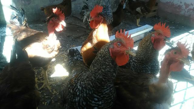 Galos Carijo