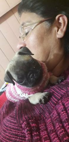 Pug femia pequeno porte