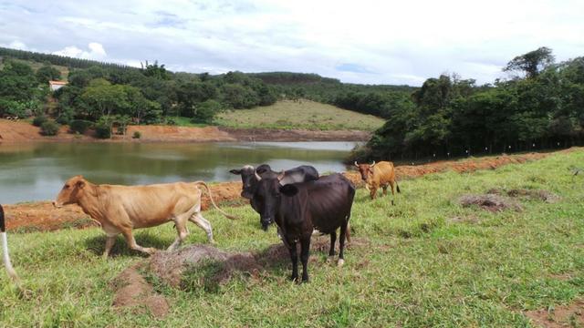 Sítio 22 hectares em Planalmira - Foto 5